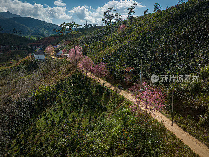 Klong Klanh山口上的樱花